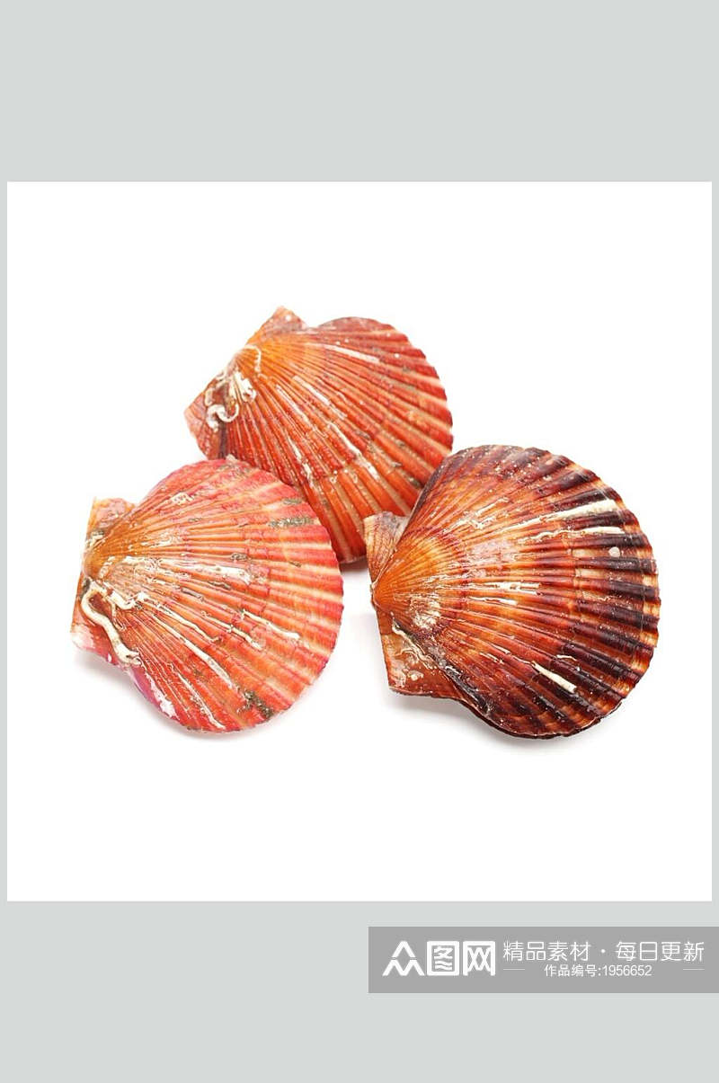 红色螺贝类带壳类图片素材
