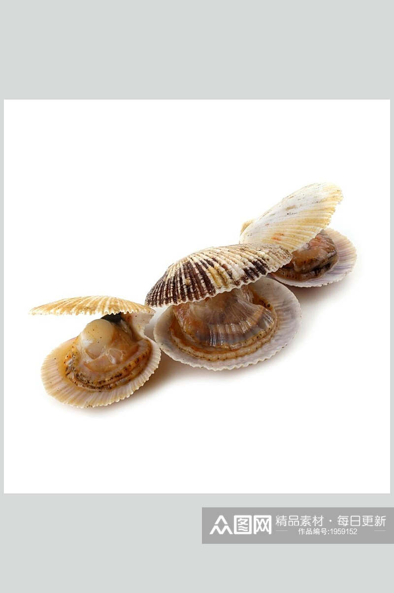 扇贝螺贝类带壳类摄影图片素材
