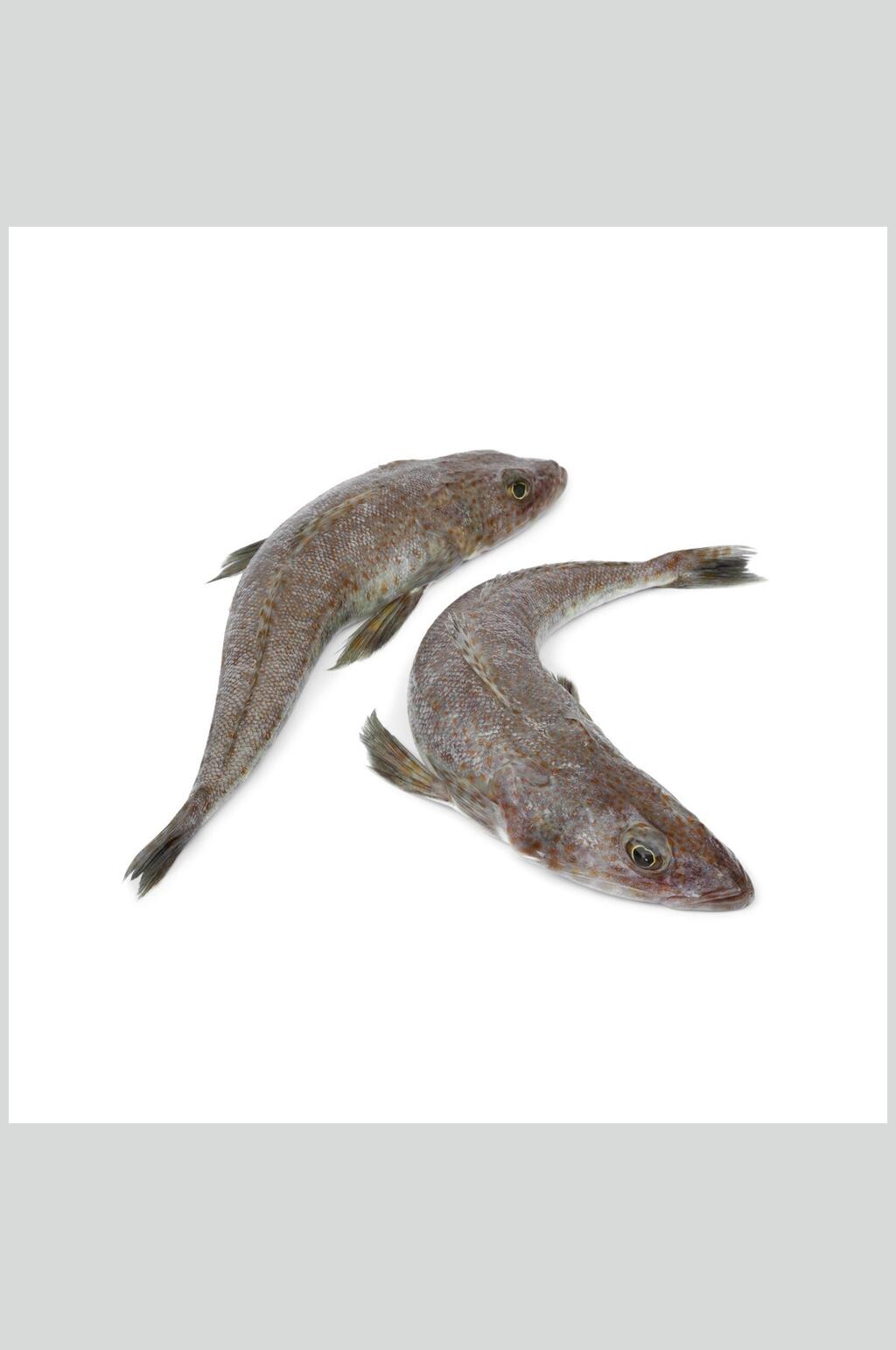 新鲜鲈鱼海鲜素材