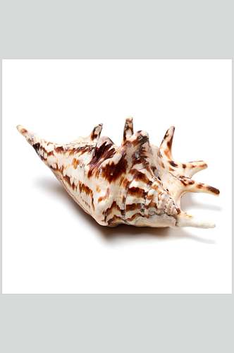 新鲜花螺螺贝类带壳类食品高清图片