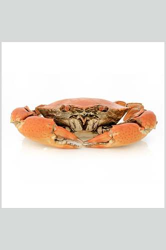新鲜阳澄大闸蟹蟹类海鲜美食摄影图片