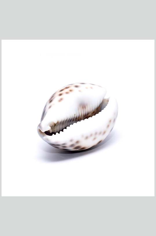 海螺贝类带壳类摄影图