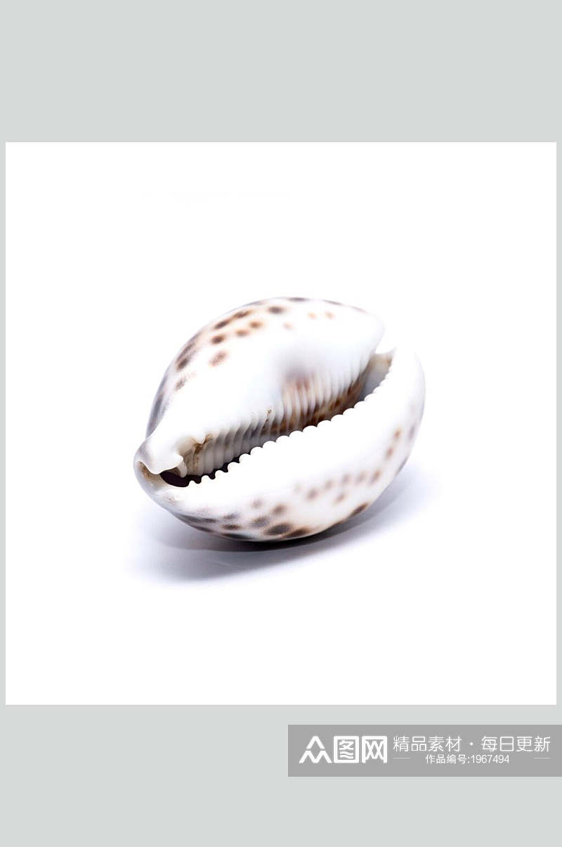海螺贝类带壳类摄影图素材