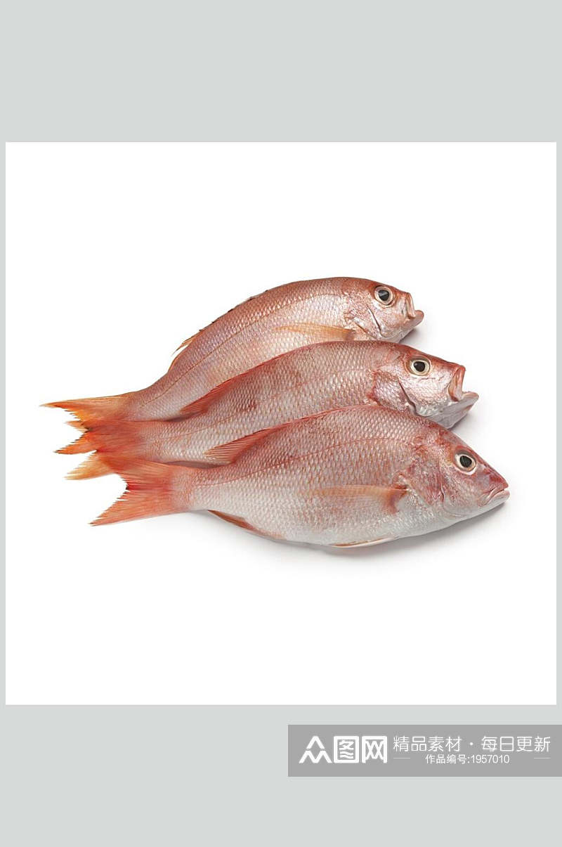 铜盆鱼海鲜摄影图素材