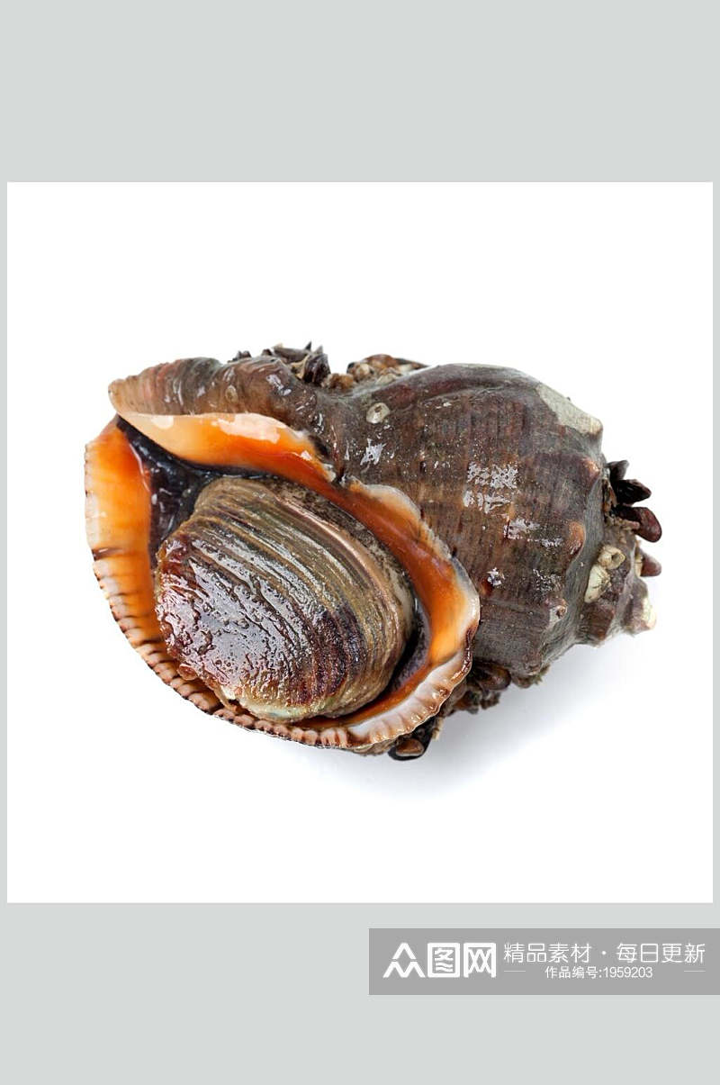 螺贝类带壳类摄影图片素材