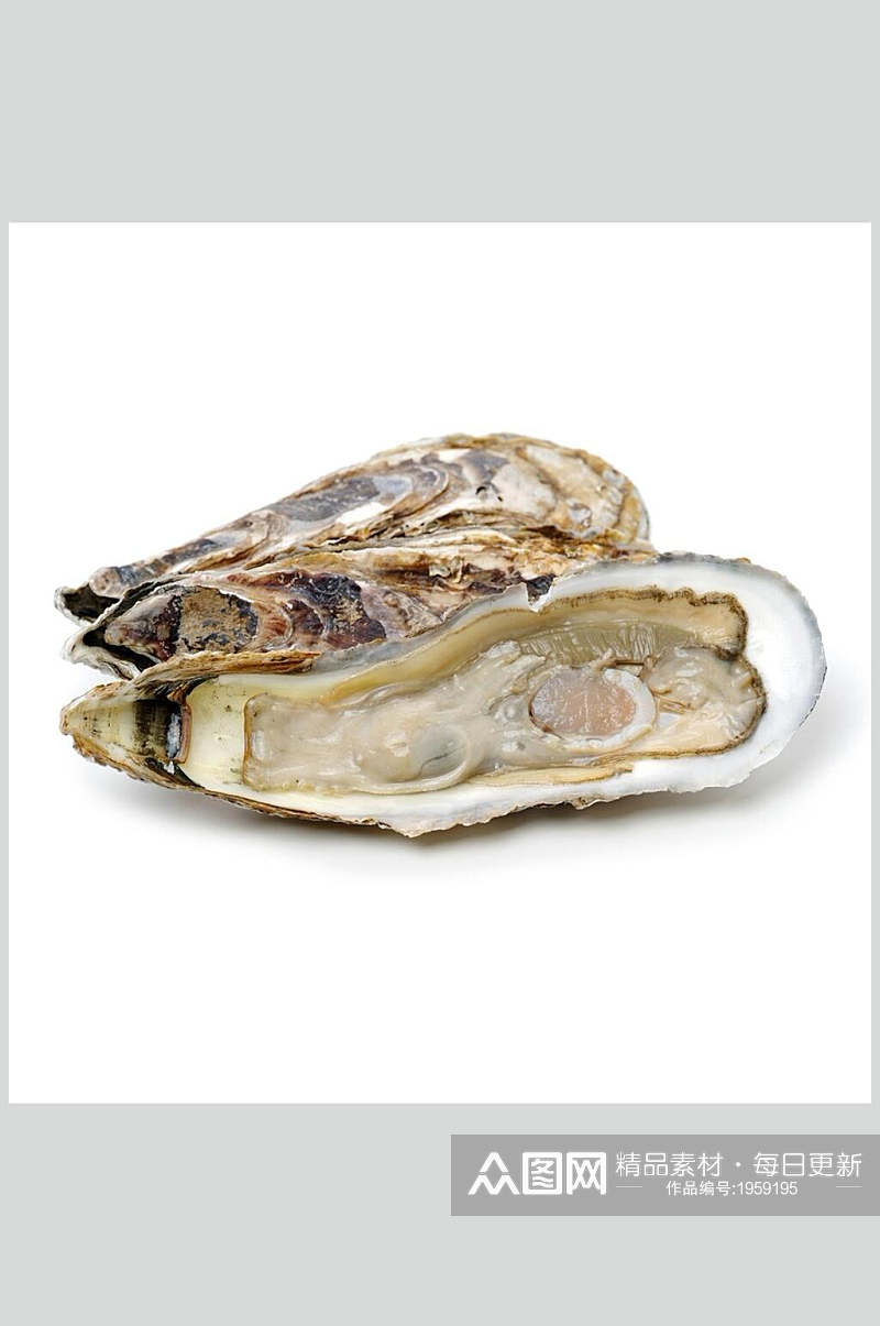 健康美味生蚝螺贝类带壳类美食摄影图片素材