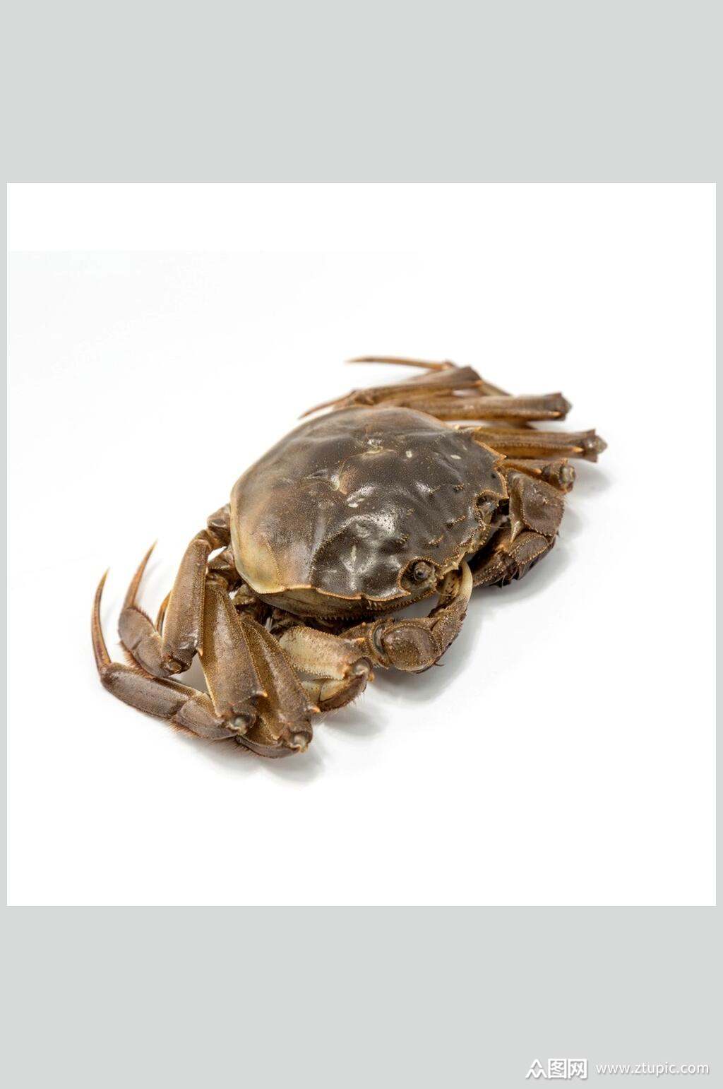 众图网独家提供野生螃蟹蟹类海鲜摄影图素材免费下载