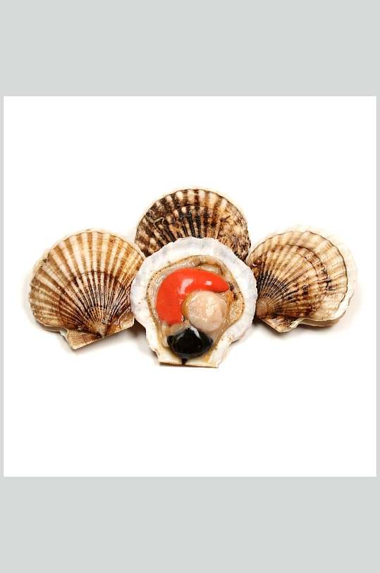 健康美味扇贝螺贝类带壳类食品高清图片