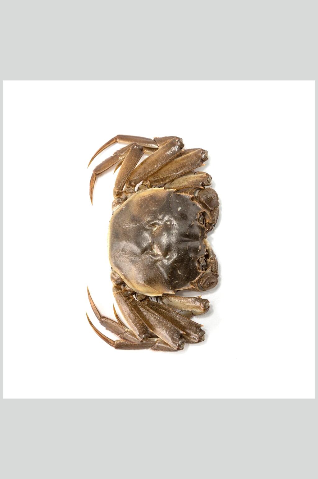 新鲜青蟹螃蟹蟹类海鲜美食摄影图片素材