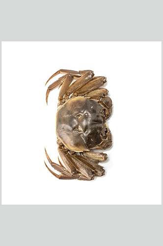 新鲜青蟹螃蟹蟹类海鲜美食摄影图片