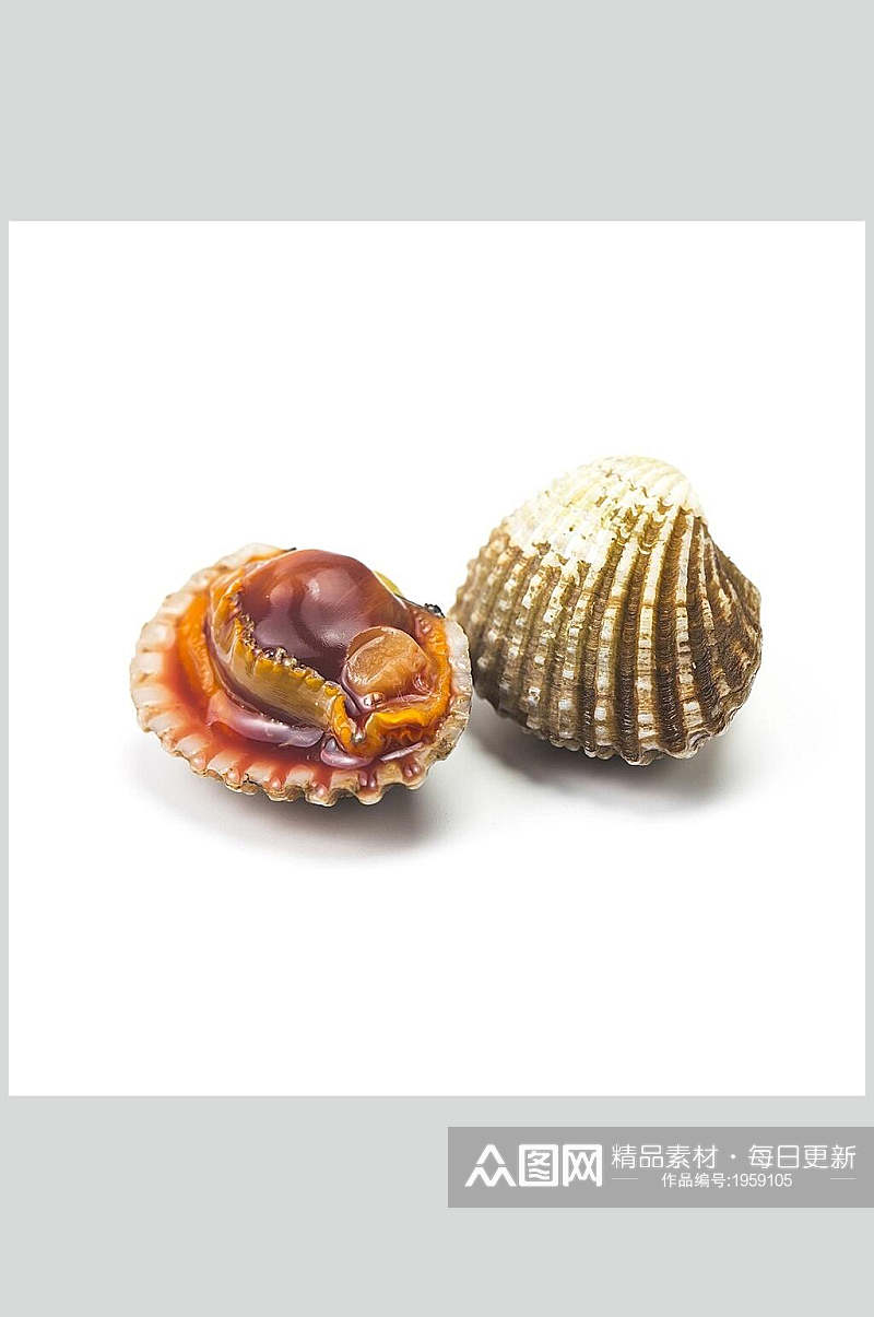 新鲜美味螺贝类带壳类食品图片素材