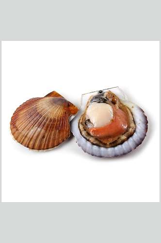 营养健康扇贝螺贝类带壳类美食摄影图片