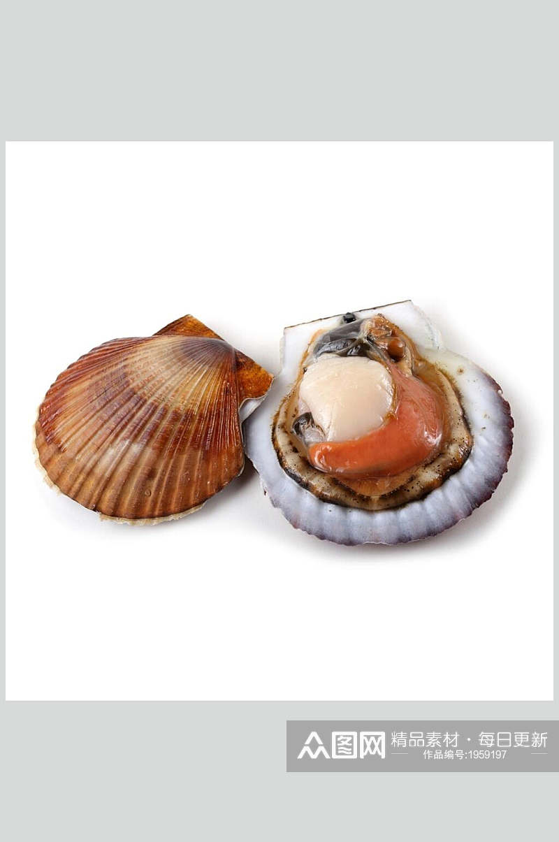 营养健康扇贝螺贝类带壳类美食摄影图片素材