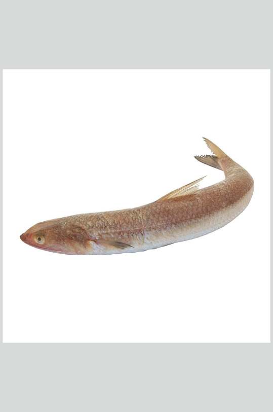 凤鲚海鲜摄影图