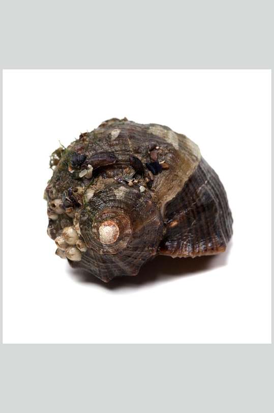 海螺螺贝类带壳类摄影图