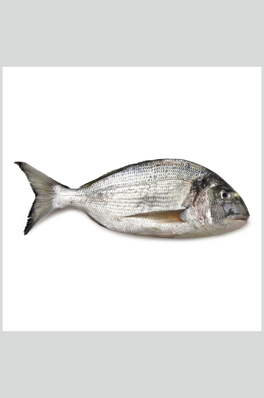 海鲜海鱼海鲜食品图片素材