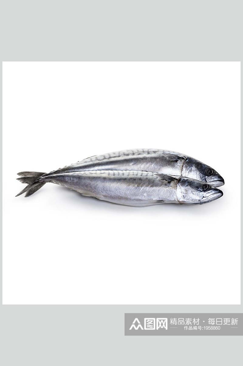 海鲜鲅鱼摄影图素材