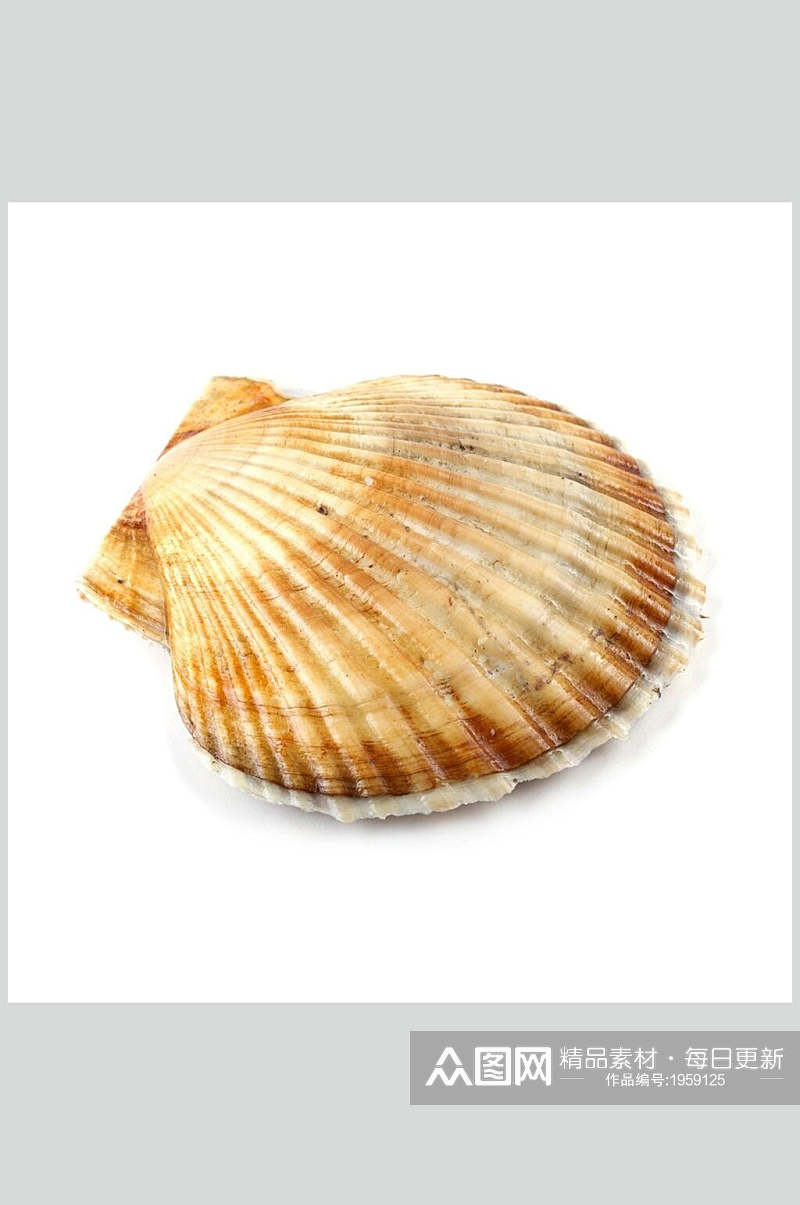 扇贝螺贝类带壳类食品高清图片素材
