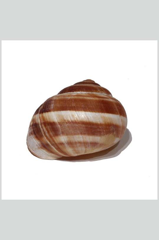 蚌螺贝类带壳类摄影图片立即下载简约水煮虾类图片摄影图立即下载68