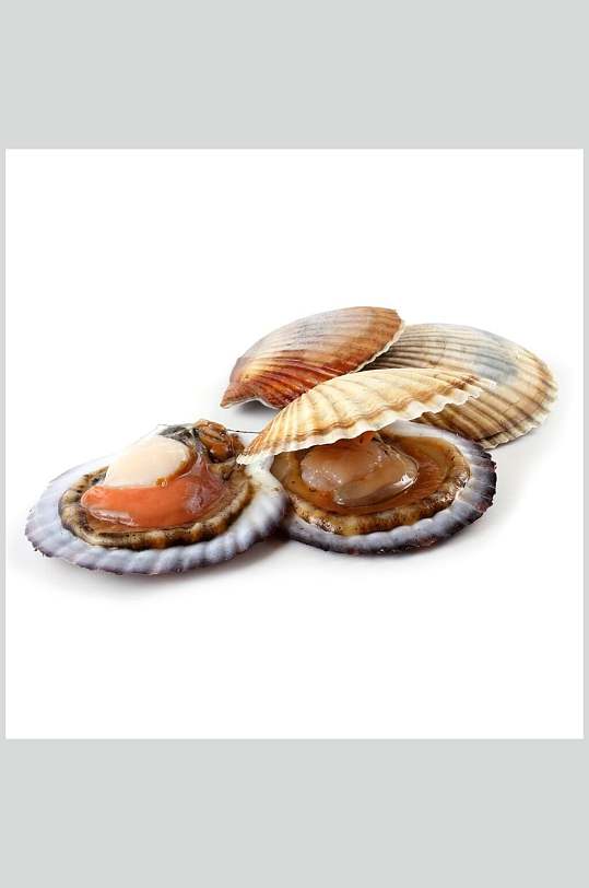 扇贝螺贝类带壳类摄影图片