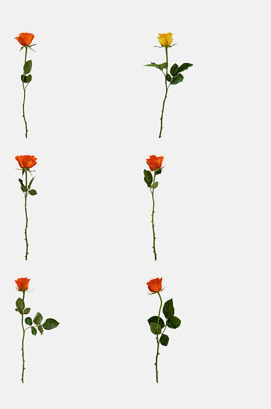 玫瑰花枝免抠元素素材