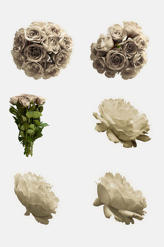 白色玫瑰花瓣免抠元素素材