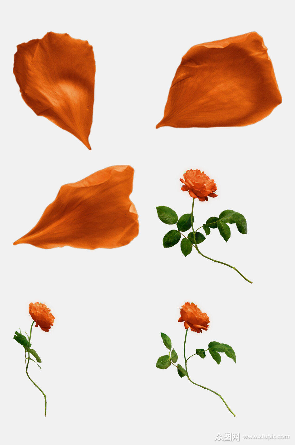 橙色玫瑰花瓣主题免抠元素素材