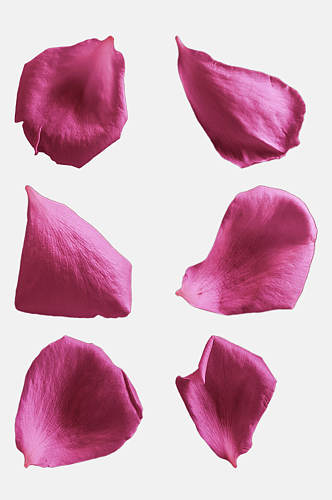 粉色玫瑰花瓣免抠元素素材