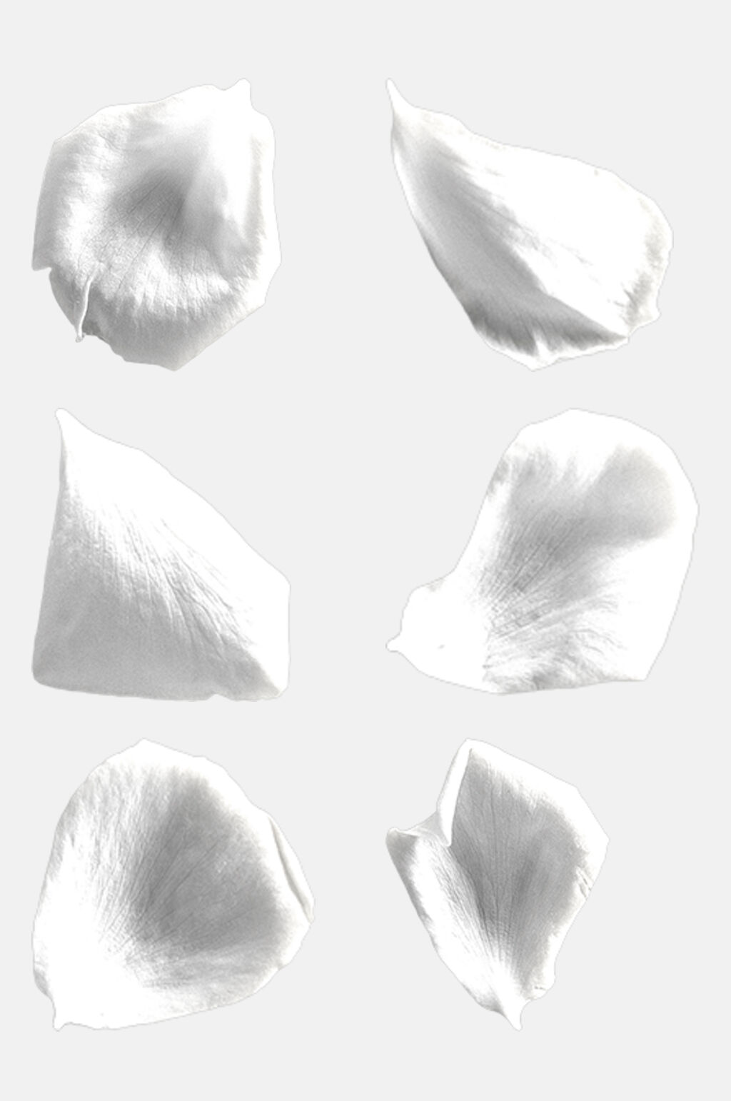 白玫瑰花瓣玫瑰花免抠元素模板下载 编号 众图网