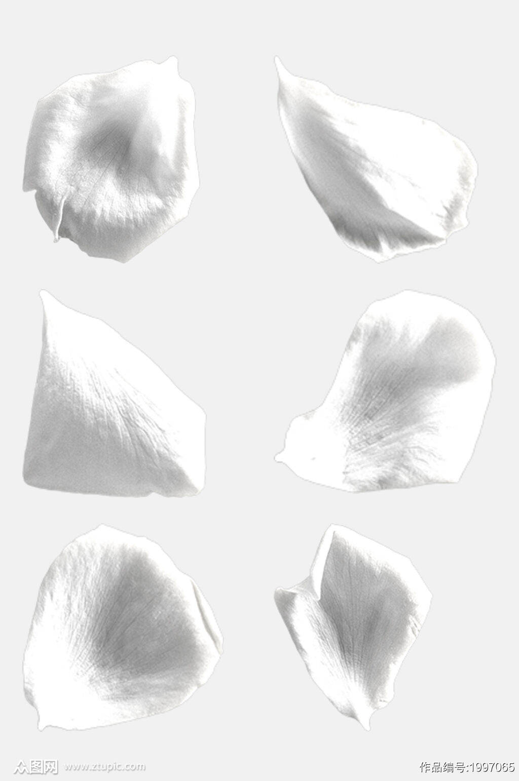 白玫瑰花瓣玫瑰花免抠元素模板下载 编号 众图网 白玫瑰花瓣玫瑰花免抠元素模板下载 编号 众图网