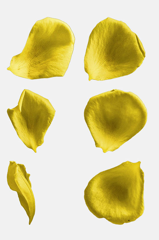 黄玫瑰花瓣玫瑰花免抠元素