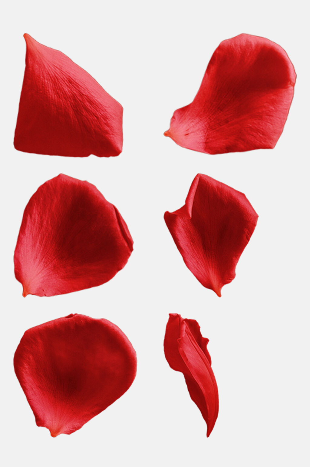 红色玫瑰花瓣免抠元素素材素材