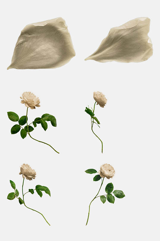 白色玫瑰花枝免抠元素素材