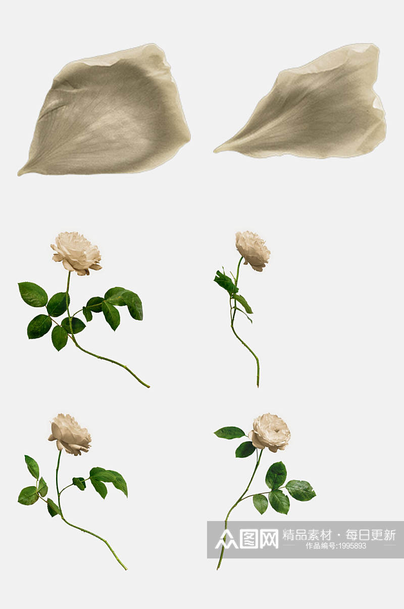 白色玫瑰花枝免抠元素素材素材