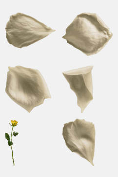 白色玫瑰花免抠元素素材
