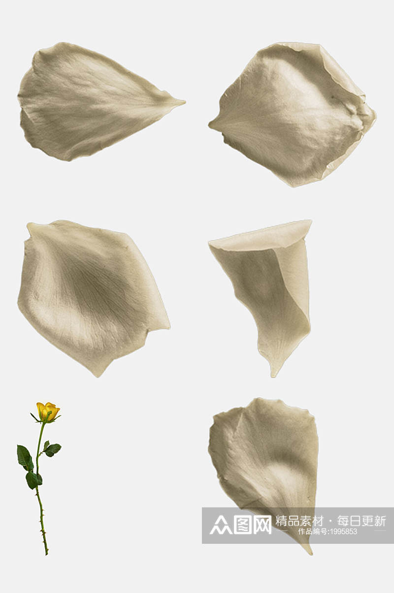 白色玫瑰花免抠元素素材素材