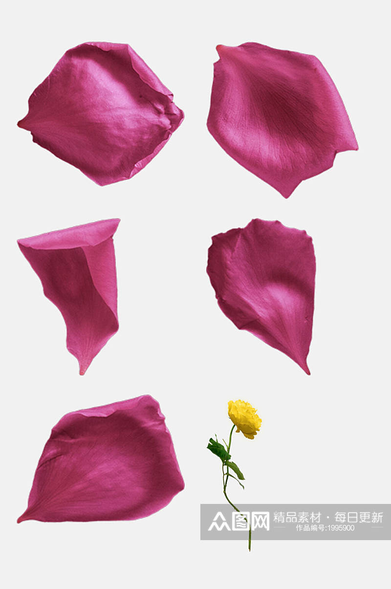 粉色玫瑰花背景免抠元素素材素材