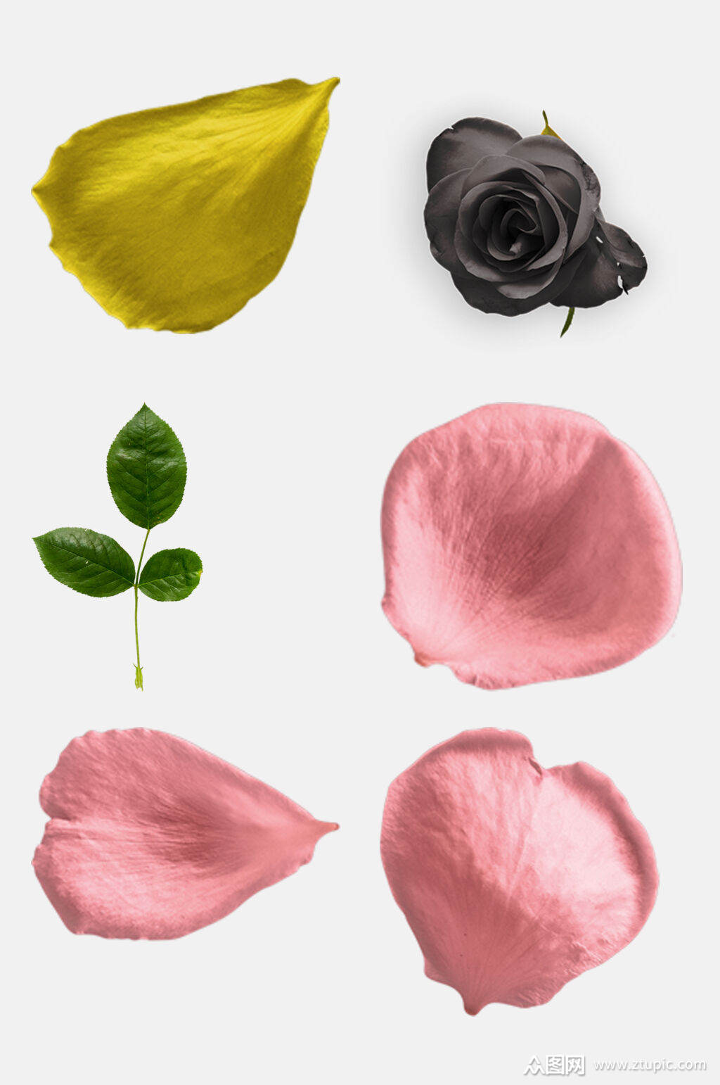 粉色花瓣玫瑰花花朵免抠元素素材