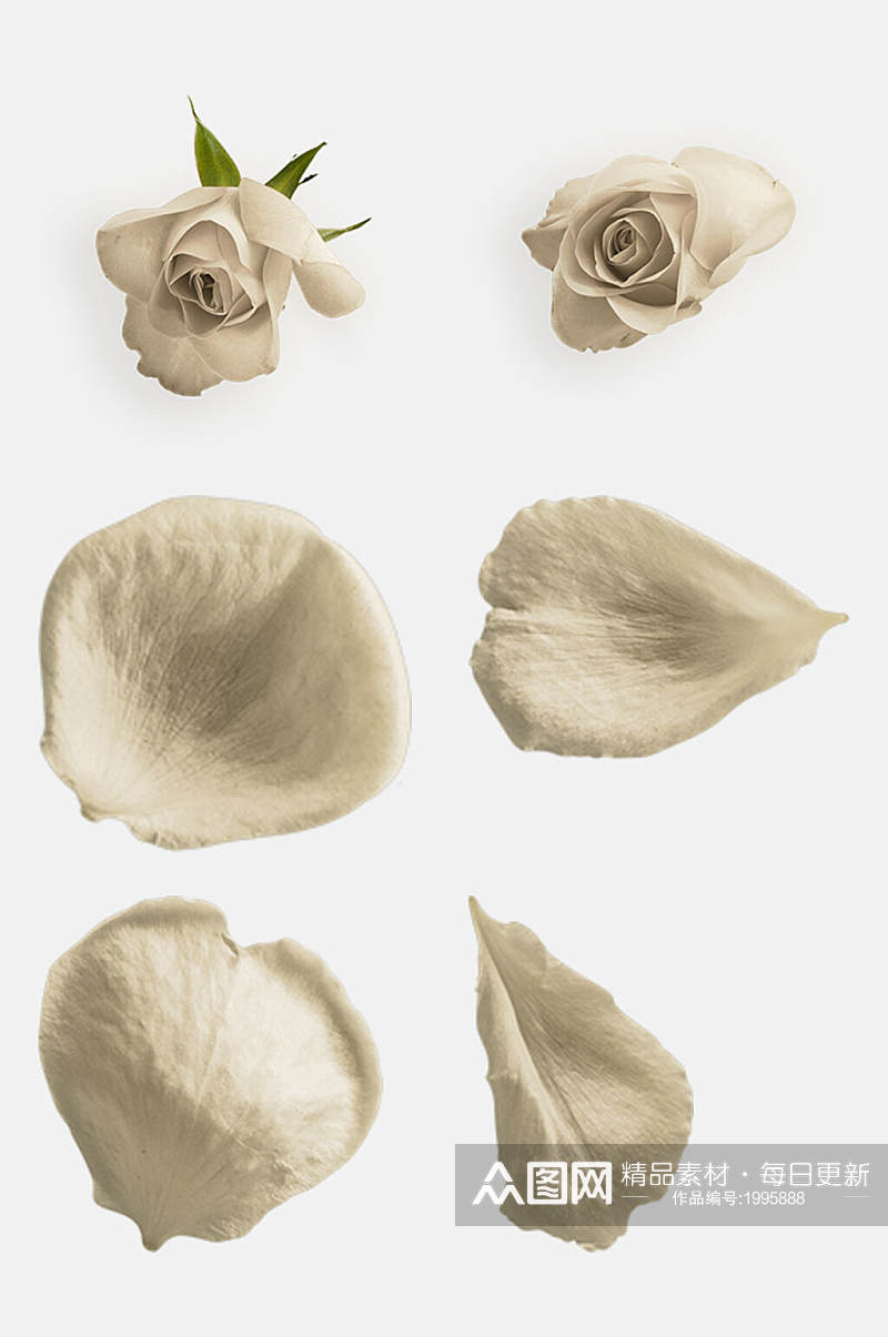 白色玫瑰花瓣主题免抠元素素材素材