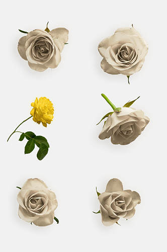 白色玫瑰花朵免抠元素素材