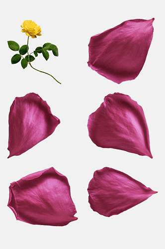 粉色玫瑰花瓣主题免抠元素素材