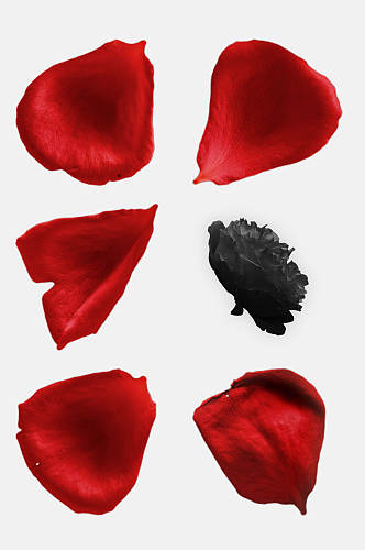 红色玫瑰花背景免抠元素素材