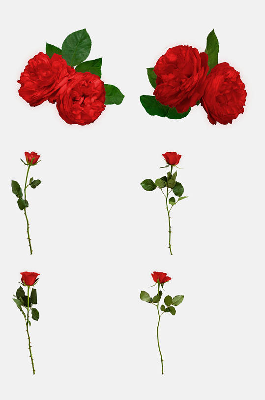 带刺玫瑰图片-带刺玫瑰素材下载-众图网
