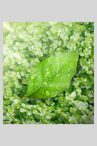 绿色植物海报一片叶子花草清新淡雅