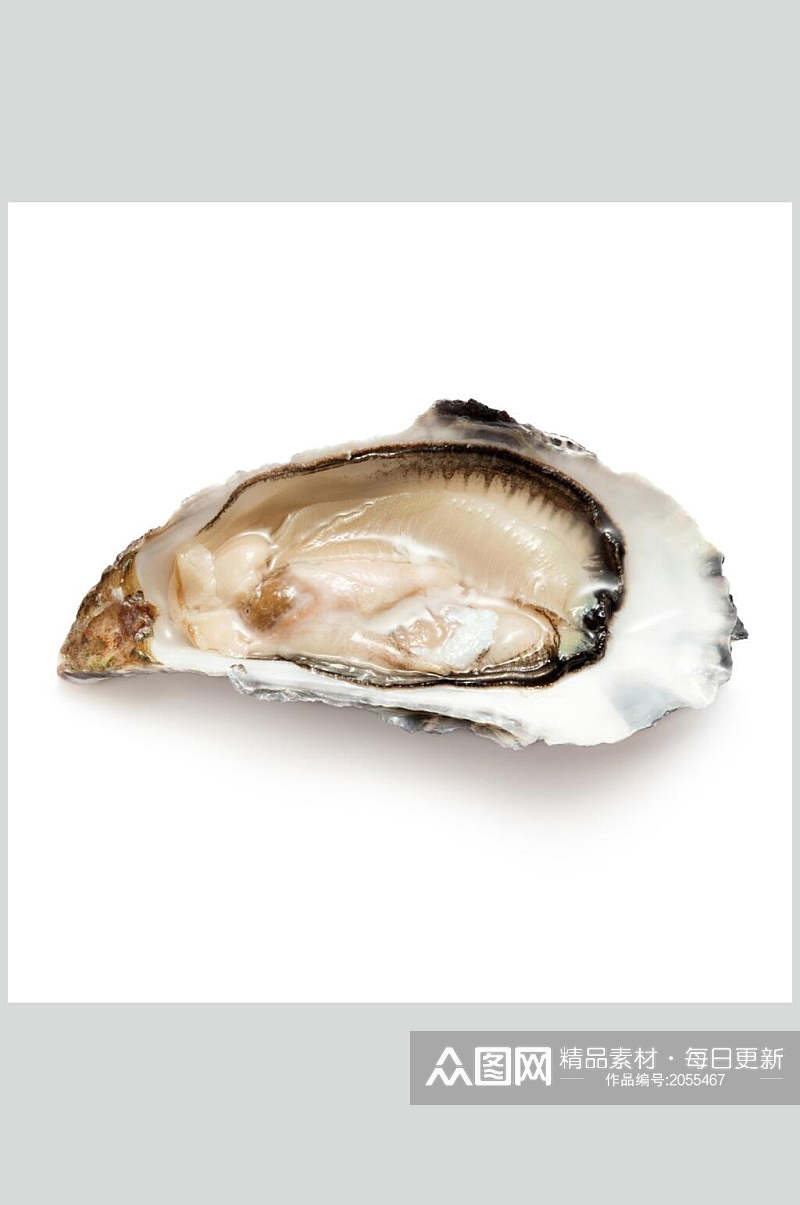 螺贝类白底图片青口螺肉生鲜食材素材