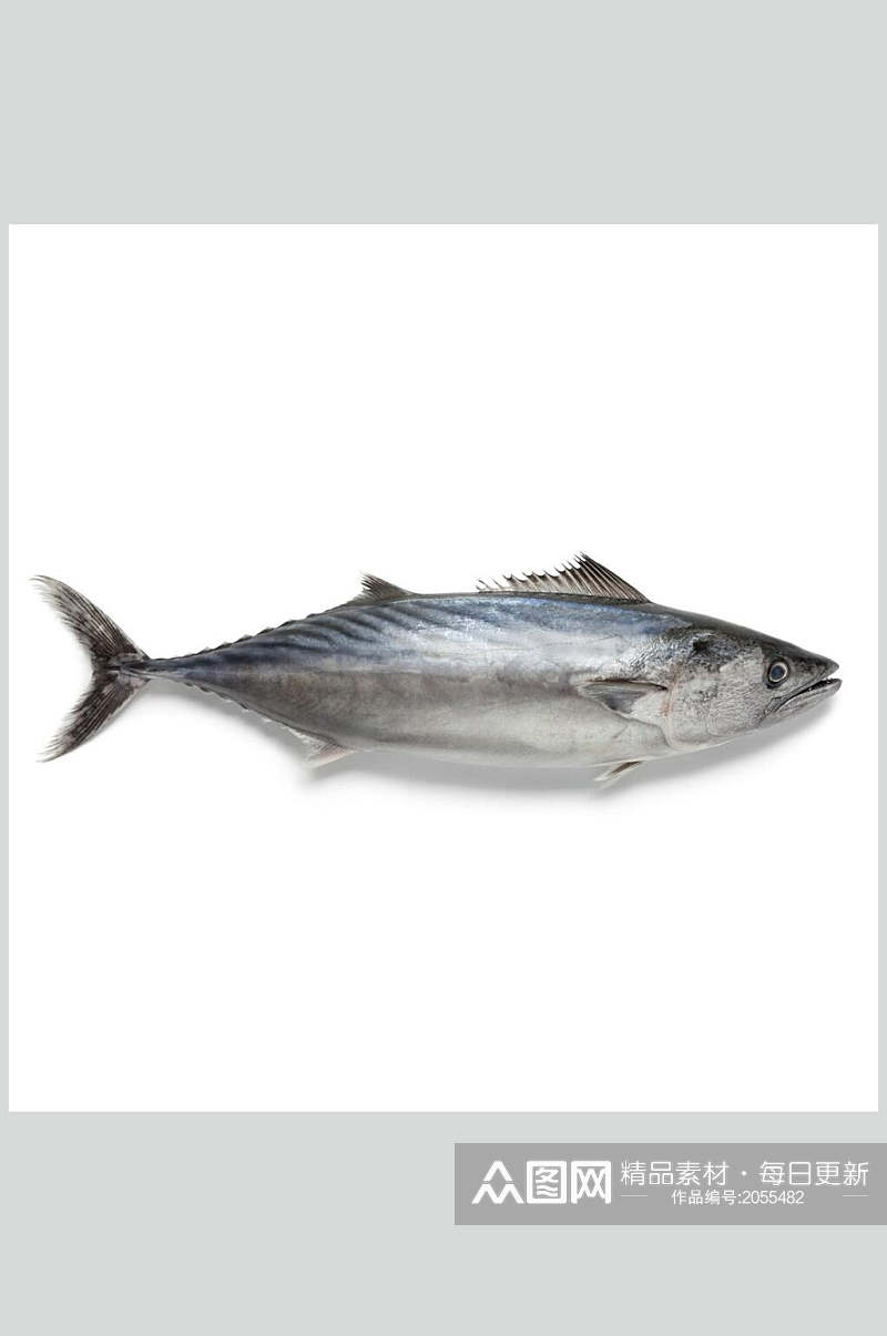 水产鱼类图片一只秋刀鱼生鲜食材摄影图素材