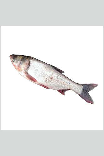 水产鱼类白鱼图片