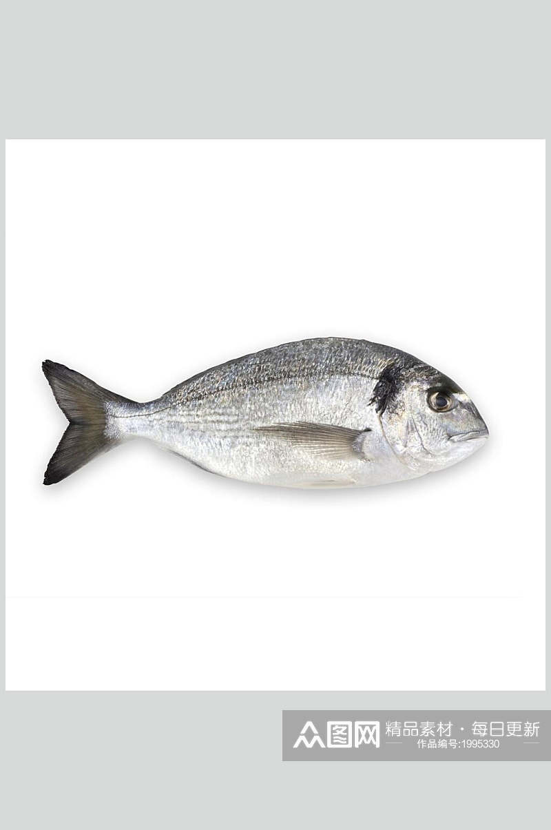水产鱼类海鱼食物高清图片素材