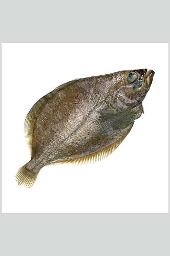 水产鱼类斑鱼餐饮高清图片