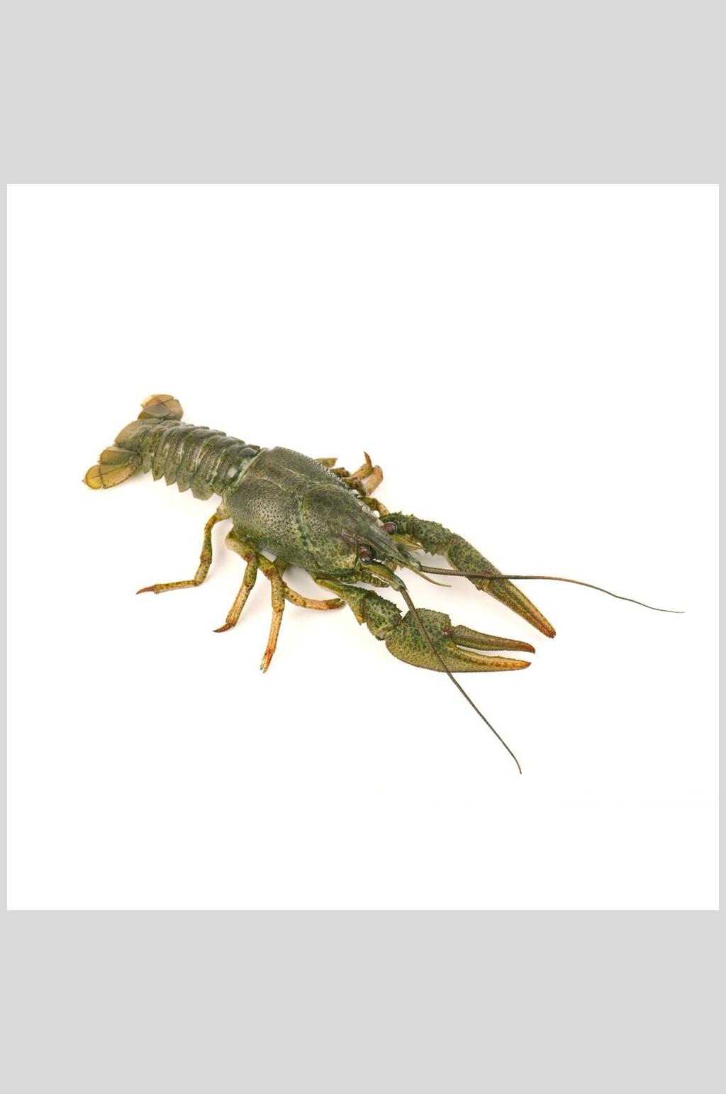 海鲜龙虾虾类图片素材